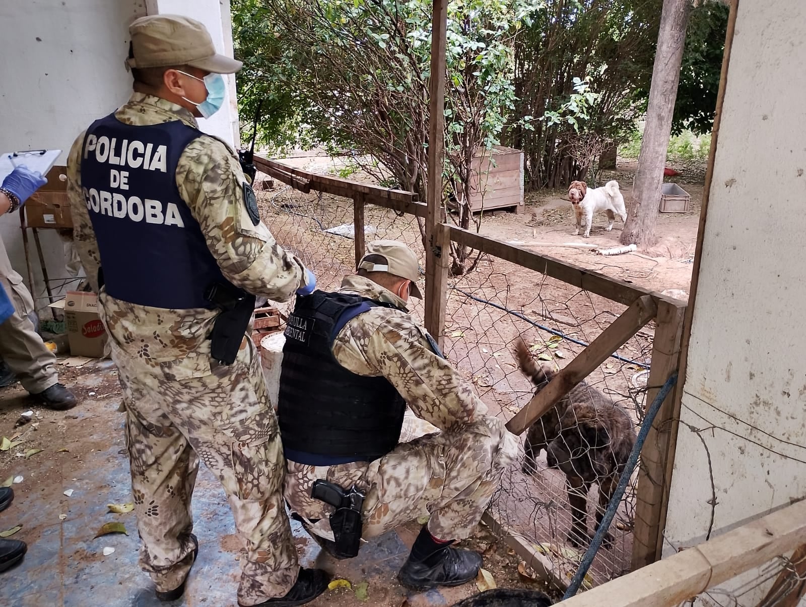 Un allanamiento terminó con el resguardo de los animales.