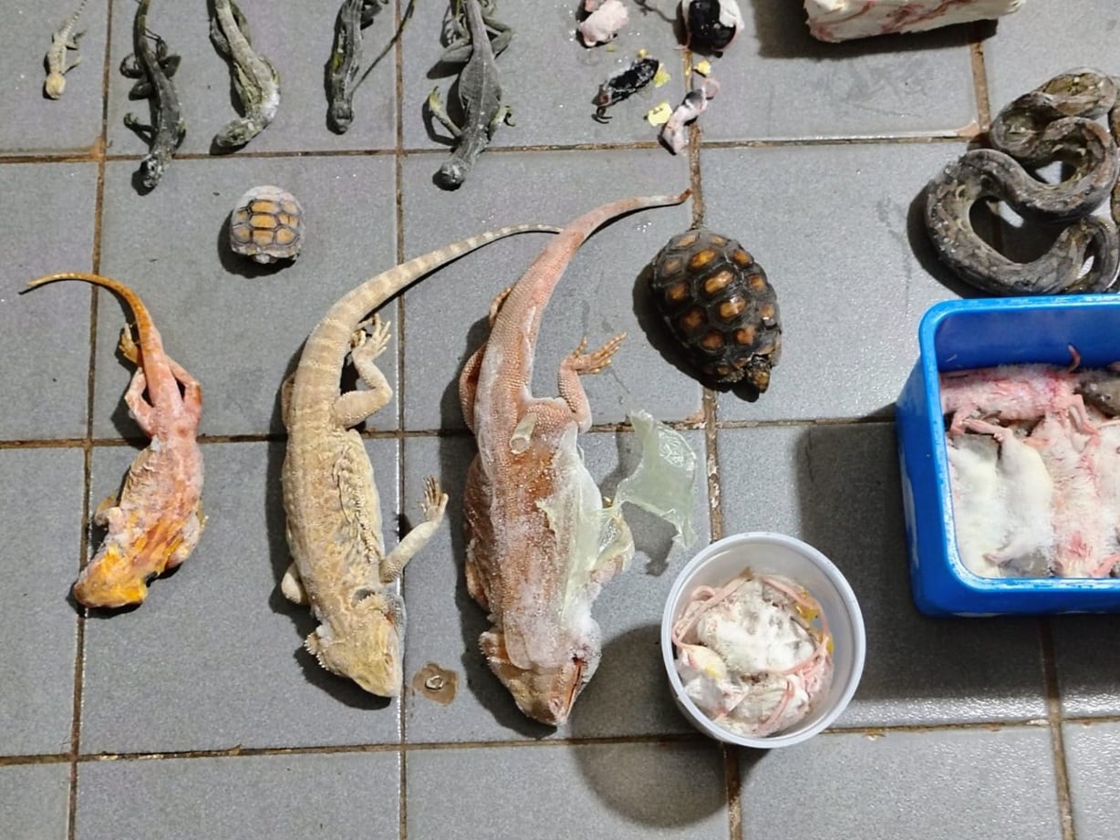 Allanamiento en una veterinaria de Posadas: hallaron más de 100 animales en condiciones de hacinamiento.