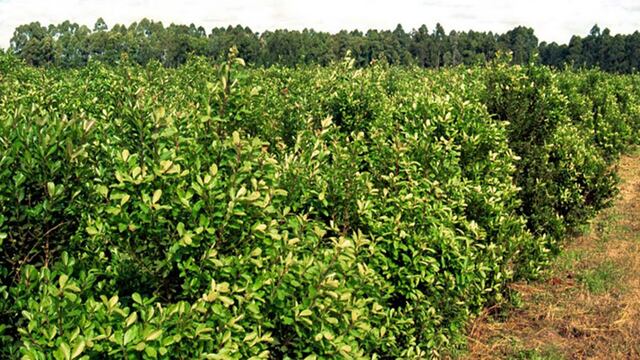 Denuncias robo de yerba mate en San pedro