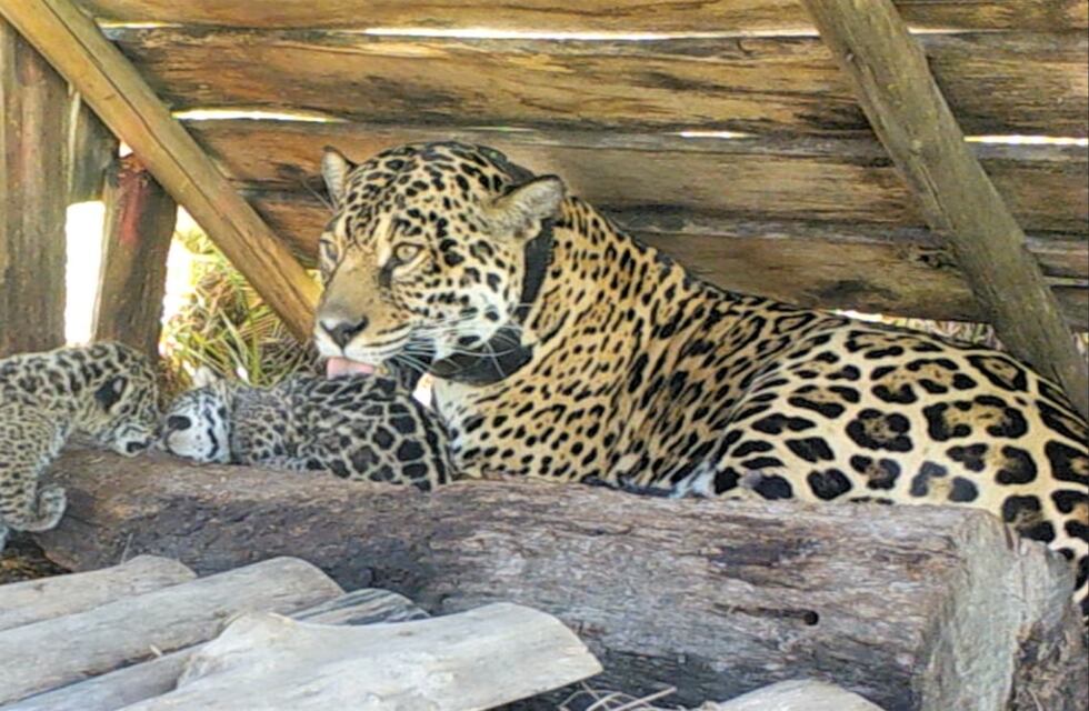 La noticia más celebrada: nacieron dos yaguaretés en el Parque Nacional Iberá
