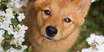 Kiko puede girar su cabeza 180 grados.