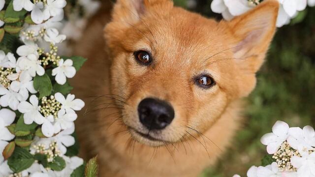 Kiko puede girar su cabeza 180 grados.