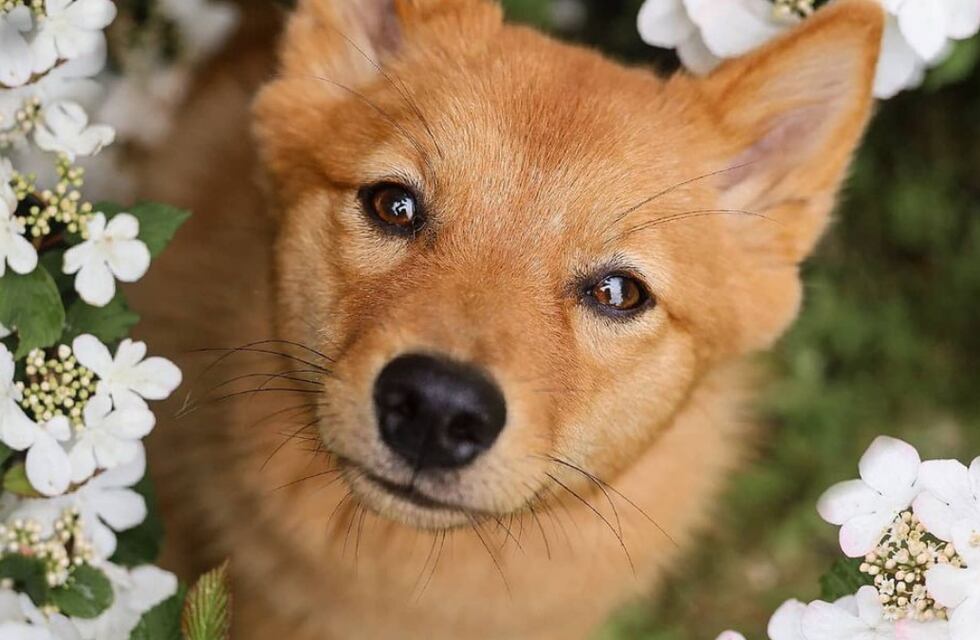 Kiko, la perrita que es tendencia por girar su cabeza como en “El Exorcista”