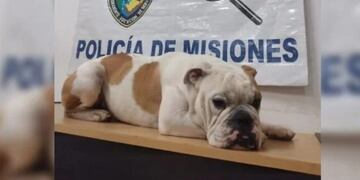 Secuestró un perro, quiso cobrar rescate y fue detenido.