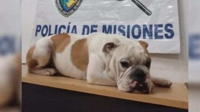 Secuestró un perro, quiso cobrar rescate y fue detenido.