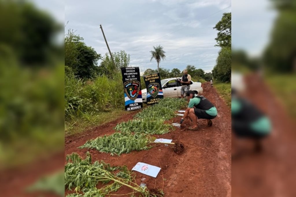 Secuestran 15 plantas de marihuana escondidas entre pinos en San Ignacio.
