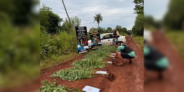 Secuestran 15 plantas de marihuana escondidas entre pinos en San Ignacio.