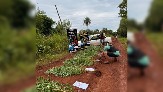 Secuestran 15 plantas de marihuana escondidas entre pinos en San Ignacio.