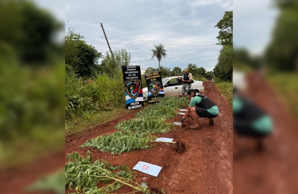Secuestran 15 plantas de marihuana escondidas entre pinos en San Ignacio
