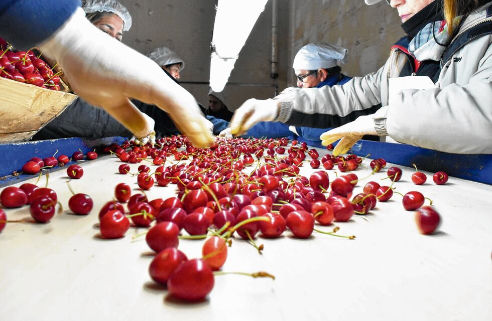 Mendoza cosechará un 15% más de cerezas