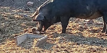 La mala alimentación de los cerdos puede ser la causa de la infección con triquinosis.