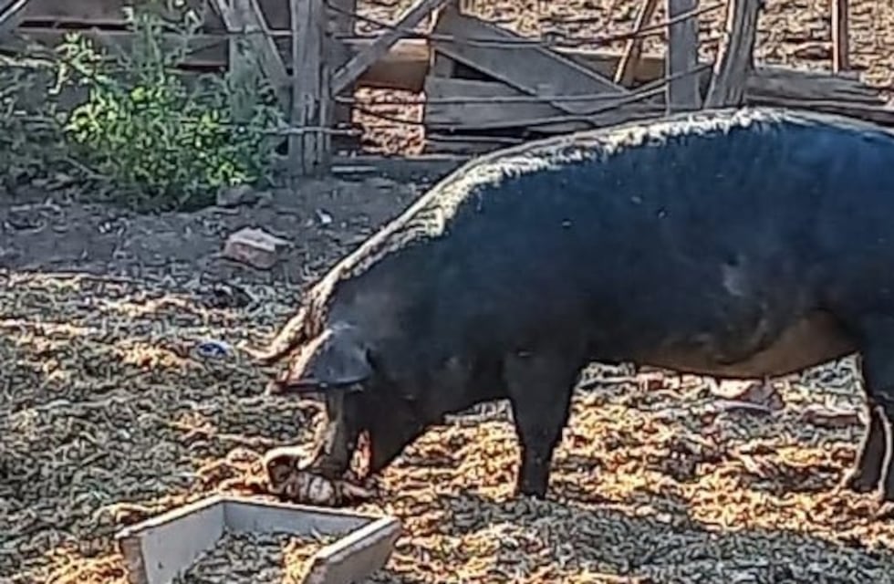 Llega la época de los carneos y también las recomendaciones para combatir la triquinosis