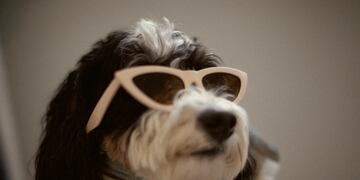 En Europa es invierno y la reconocida marca de indumentaria se preparó para abrigar a los perritos.