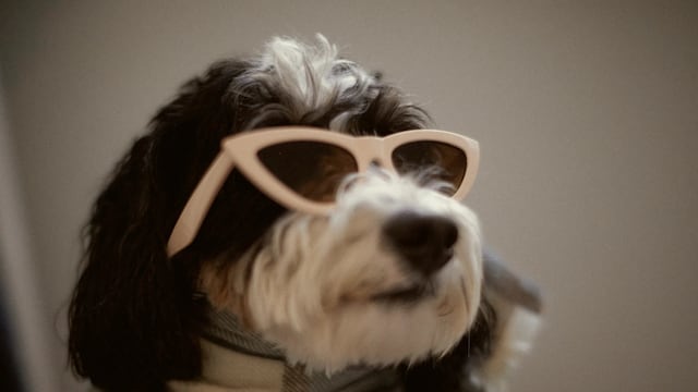 En Europa es invierno y la reconocida marca de indumentaria se preparó para abrigar a los perritos.