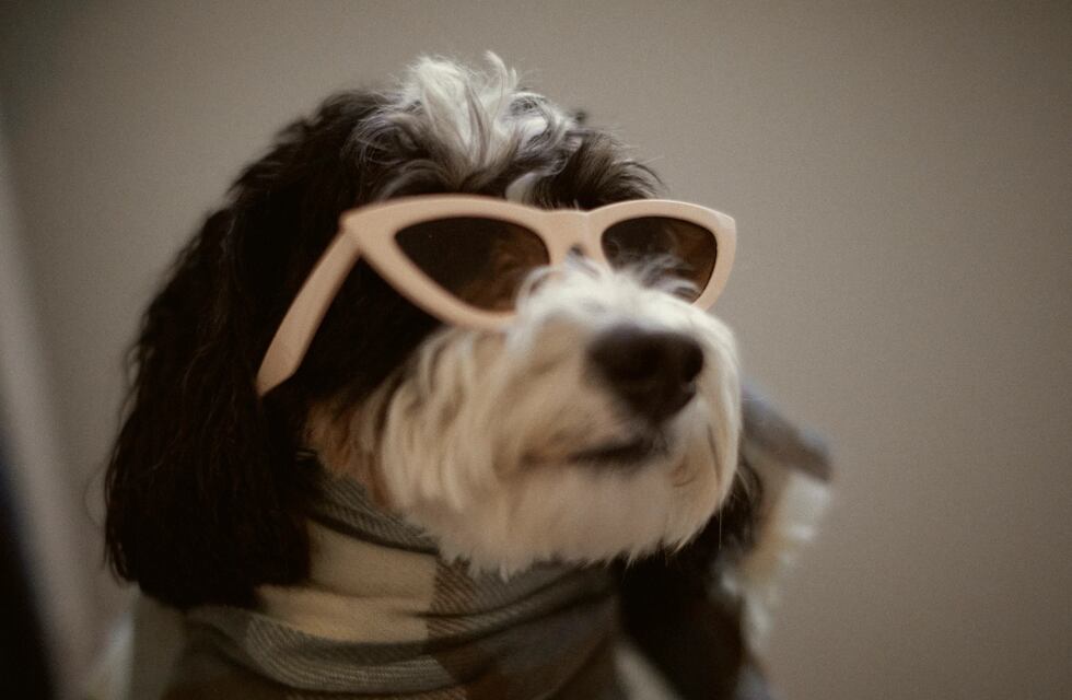 Mascotas con estilo: Zara lanza una colección de ropa y accesorios para perros