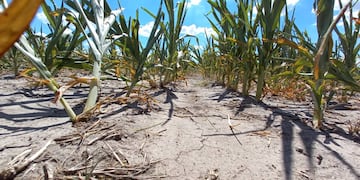 La sequía en Santa Fe preocupa a productores.