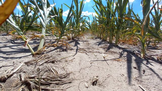 La sequía en Santa Fe preocupa a productores.