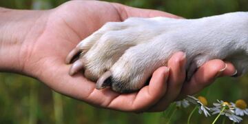Campaña de concientización sobre el maltrato animal.