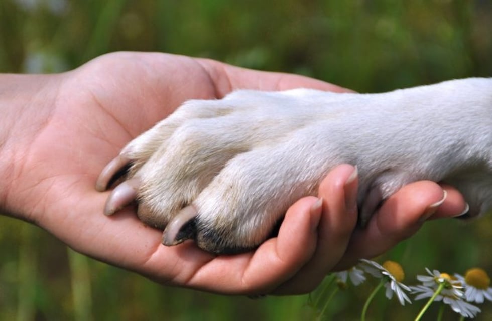 La Ciudad organizó un ciclo virtual de concientización sobre el maltrato animal