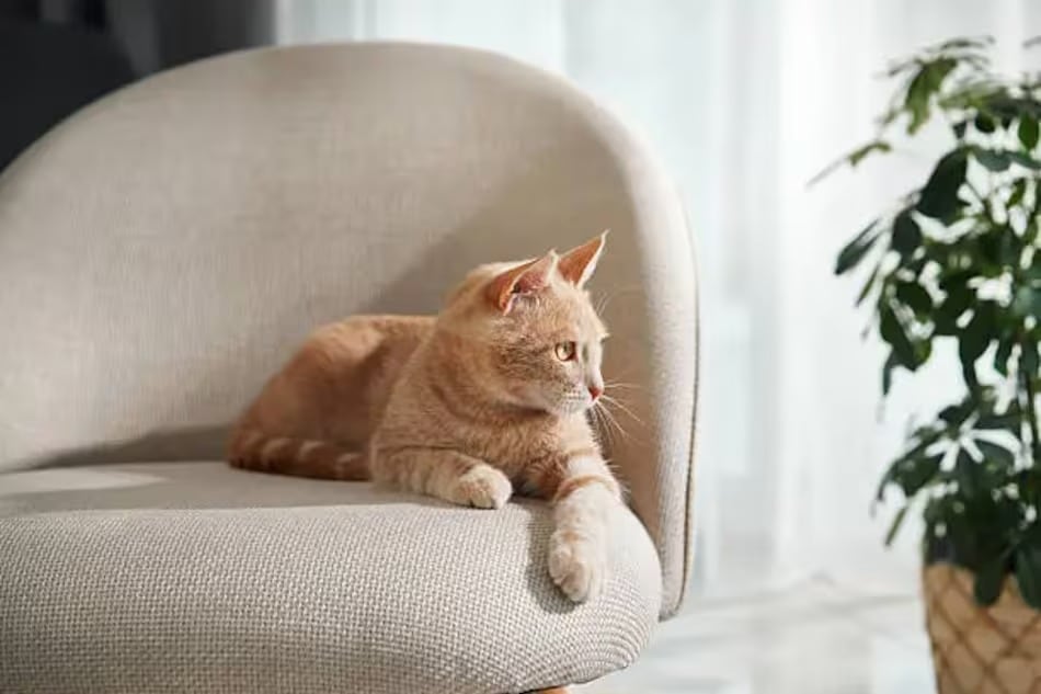 Qué significa que tu gato ocupe tu asiento y por qué lo hace