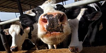 Cambio en dietas y método de crianza y re-cría ayudan bajar el efecto invernadero por la creación de metano