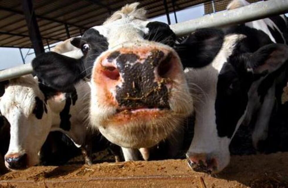 Jornada sobre calidad de la leche y tuberculosis bovina