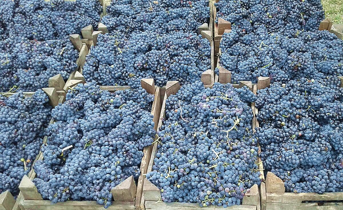 La uva frambua que usan para la producción de vinos.