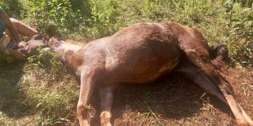 Abejas mortales: una yegua murió en Eldorado tras ser picada por abejas.