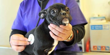 Las intervenciones serán gratuitas para animales callejeros (La Voz / Archivo).