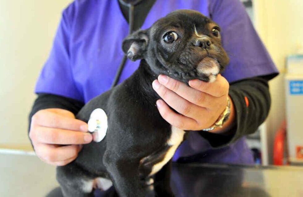 Garantizan castraciones gratuitas para animales callejeros de la ciudad de Córdoba