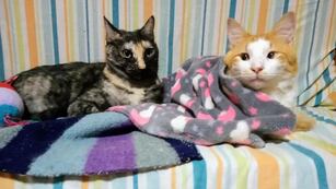 Una familia de Córdoba convive con 37 gatos.