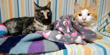 Una familia de Córdoba convive con 37 gatos.