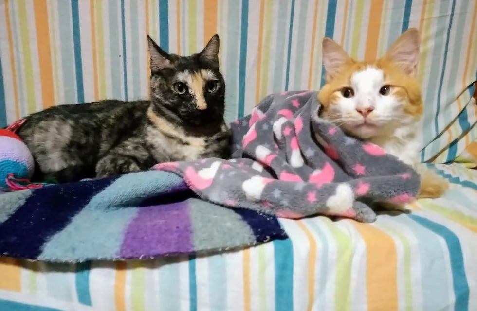Una gran familia: una pareja de Córdoba convive con 37 gatos rescatados