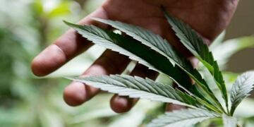 El uso medicinal del cannabis, cada vez más extendido (AP/Archivo).