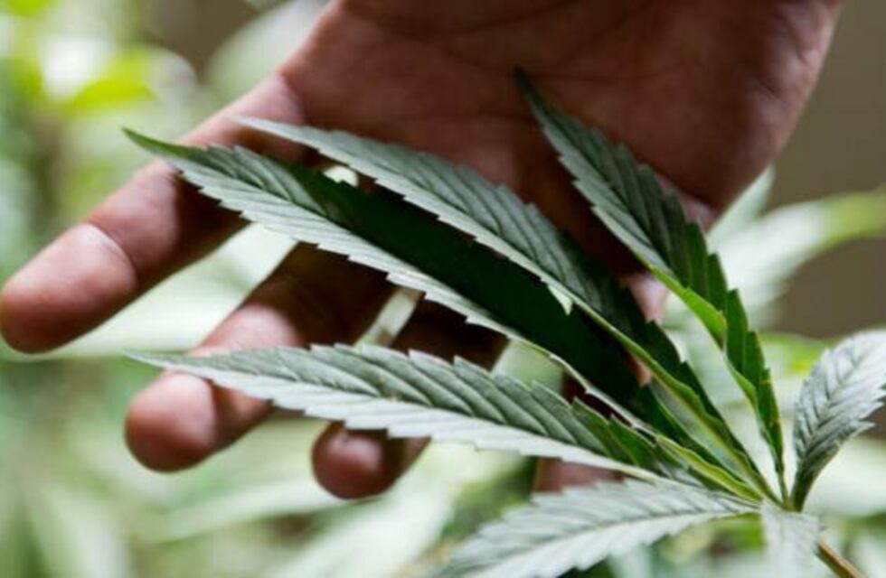 Entró al Senado el proyecto de ley que promueve la producción de cannabis medicinal y cáñamo industrial