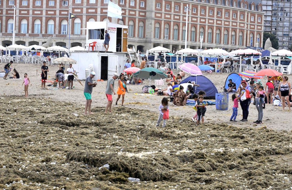 Mar del Plata: la playa Bristol amaneció con algas y “huevos transparentes” a causa de los arribazones