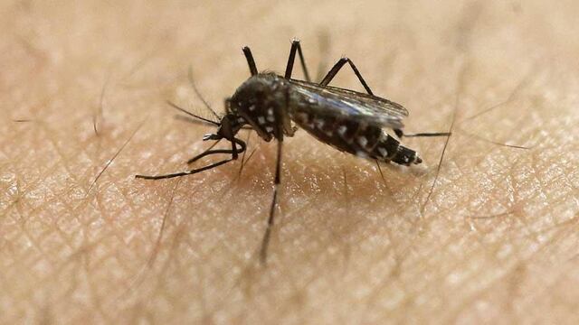 MOSQUITO AEDES. En una imagen ilustrativa (AP/Andre Penner/Archivo).
