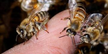 Tragedia en Bernardo de Irigoyen: un hombre falleció tras ser picado por abejas. Imagen ilustrativa.