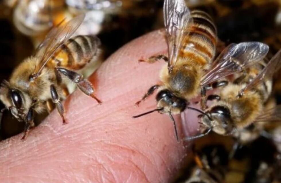 Tragedia en Bernardo de Irigoyen: un hombre falleció tras ser picado por abejas