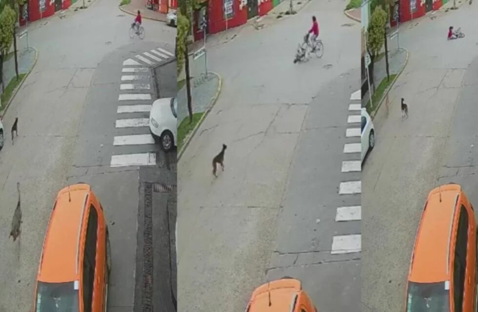 Ranchos: un video registró un increíble accidente entre un avestruz y una mujer en bicicleta