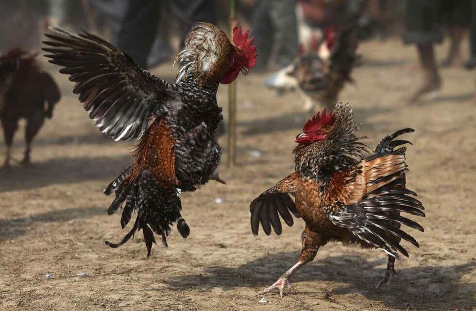 Cruz del Eje: violaron el confinamiento por una pelea de gallos y huyeron de la Policía