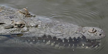 La pareja fue lanzada al río infestado de cocodrilos.