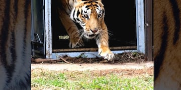 Los tigres de San Luis ya disfrutan de su nuevo hogar en Sudáfrica.