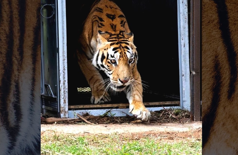 Tierno video: los tigres de San Luis juegan en su santuario en Sudáfrica
