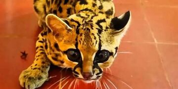 Rescataron en Mártires a una cría de Margay.