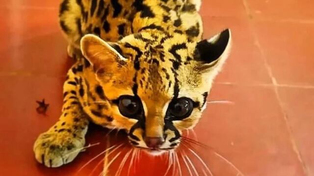 Rescataron en Mártires a una cría de Margay.