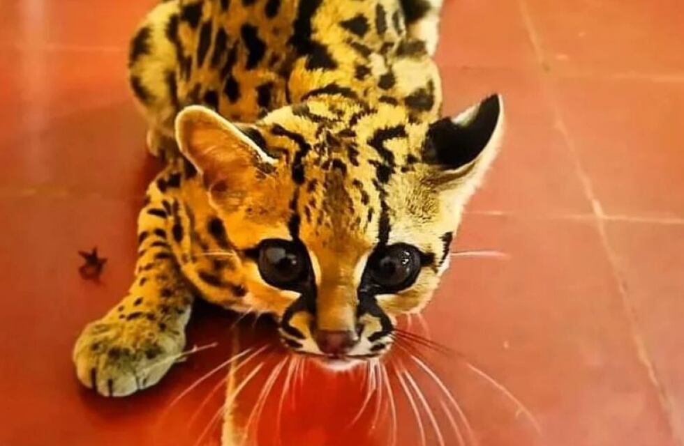Rescataron en Mártires a una cría de Margay