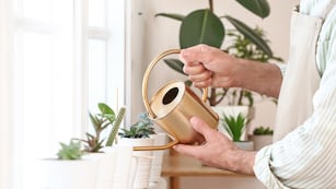 Qué pasa si tenés muchas plantas en tu casa, según el Feng Shui.