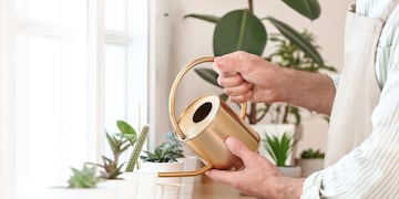 Qué pasa si tenés muchas plantas en tu casa, según el Feng Shui.