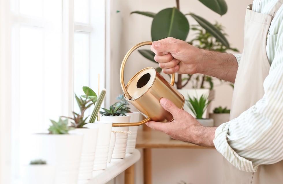 ¿Es bueno o malo? Qué pasa si tenés muchas plantas en tu casa, según el Feng Shui